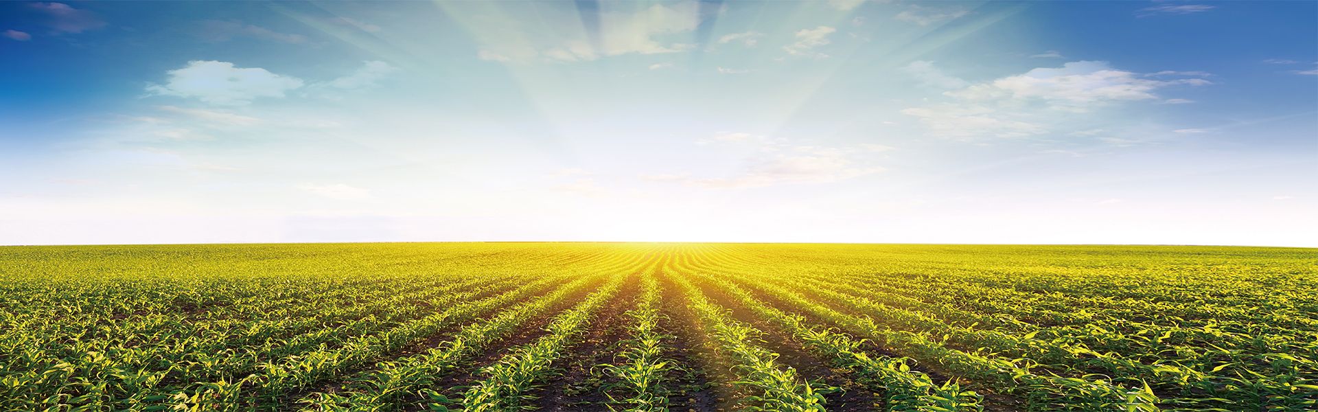 LINKING SCIENCE AND NATURE CREATING A SUSTAINABLE AGRICULTURAL FUTURE